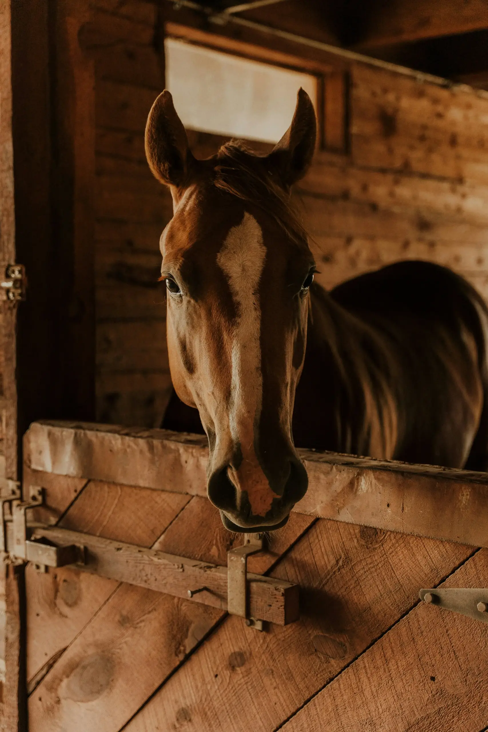 horse in barn